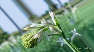 augmented_Polianthes tuberosa flower9_0_2925.jpeg